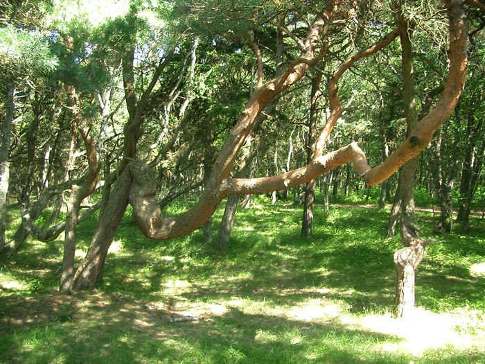 Gullbrannagarden: Bizarre Laubbume Richtung Strand