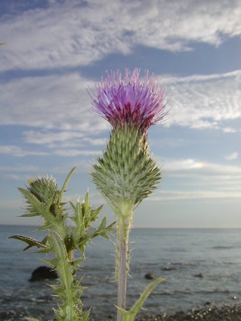 Distel